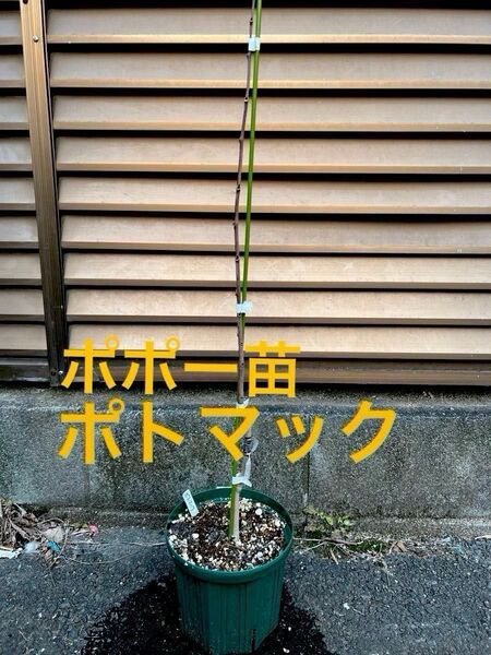 〈最終値下げ!〉ポトマック 苗木 ピーターソンポポー 正規品