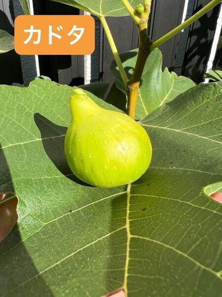 カドタ いちじく 苗木