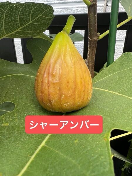 シャーアンバー Schar Amber いちじく 苗木