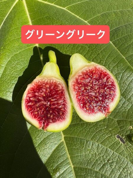 GREEN GREEK グリーングリーク いちじく 苗木