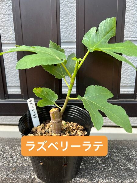 ラズベリーラテ Raspberry Latte いちじく 苗木