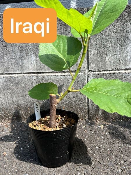 Iraqi(イラキ) 希少品種 いちじく 苗木