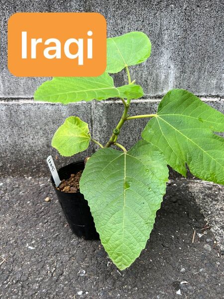 いちじく 苗 iraqi(イラキ、イラク)d 希少 幼果付