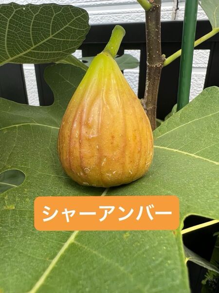 シャーアンバー Schar Amber いちじく 苗木