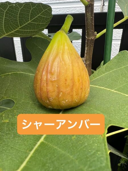 シャーアンバー Schar Amber いちじく 苗木