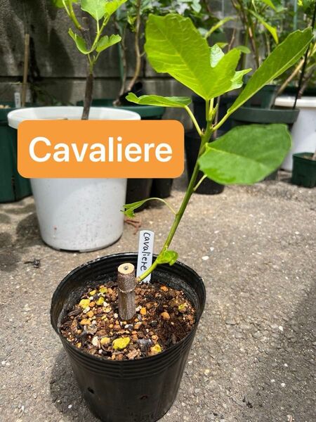 いちじく苗 Cavaliere(カヴァリエーレ) 挿し木苗