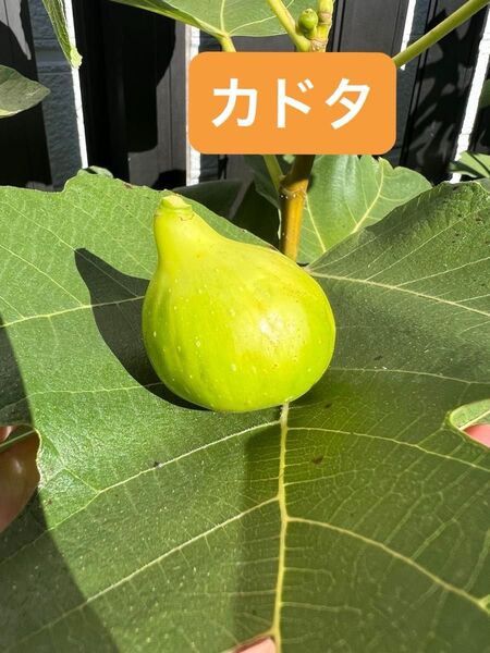 カドタ いちじく 苗木
