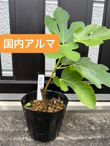 国内アルマ(Alma jp) いちじく 苗木