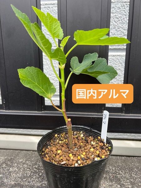 国内アルマ (Alma jp)いちじく 苗木