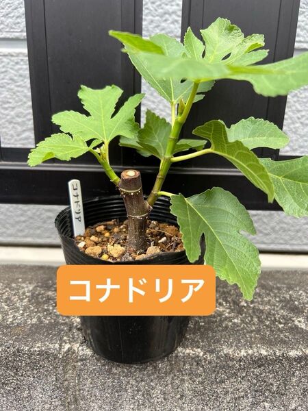 コナドリア いちじく 苗木