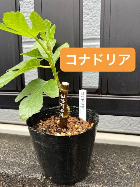 コナドリア いちじく 苗木