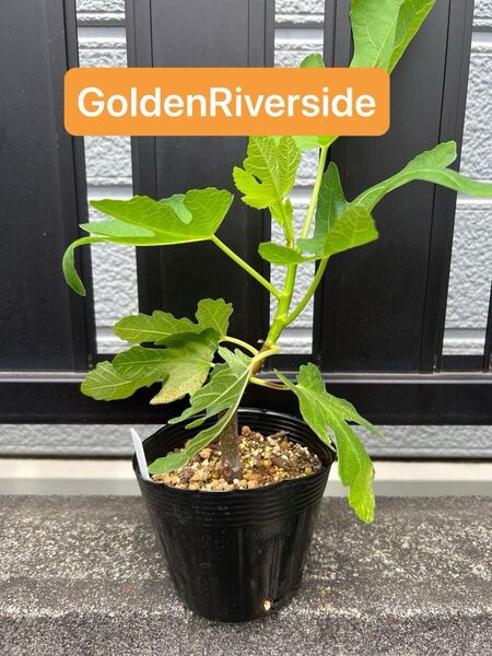 ゴールデンリバーサイド Golden Riverside いちじく 苗木