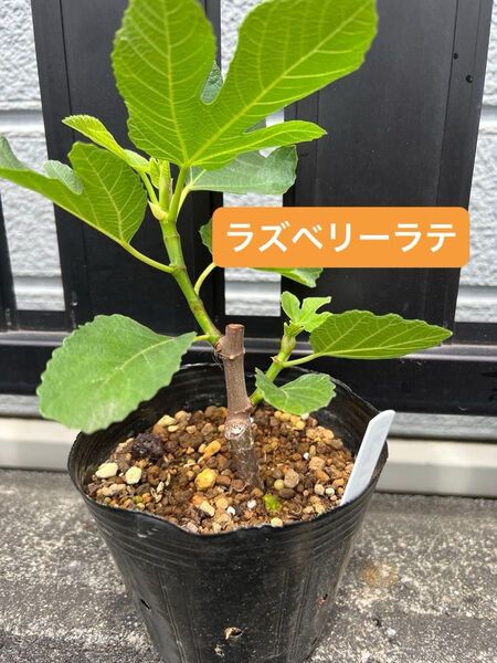 ラズベリーラテ Raspberry Latte いちじく 苗木