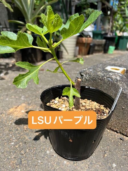 LSU purple LSUパープル いちじく 挿し木苗