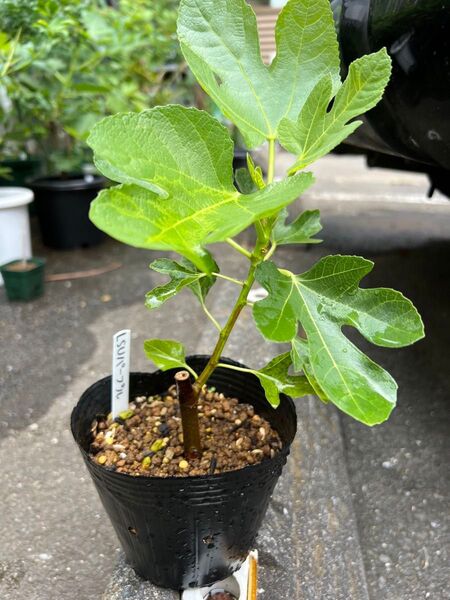 LSU Purple LSUパープル いちじく 苗木
