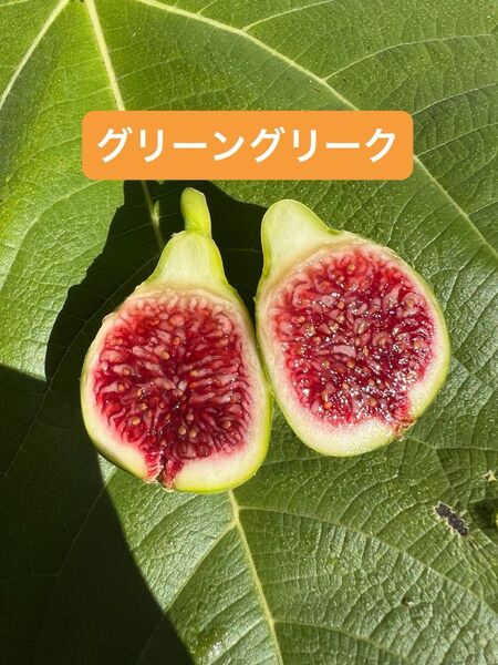 グリーングリーク Green Greek いちじく 苗木