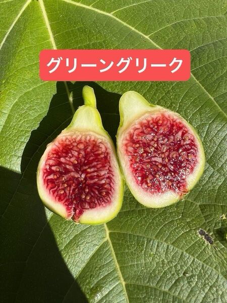 GREEN GREEK グリーングリーク a いちじく 苗木 幼果付