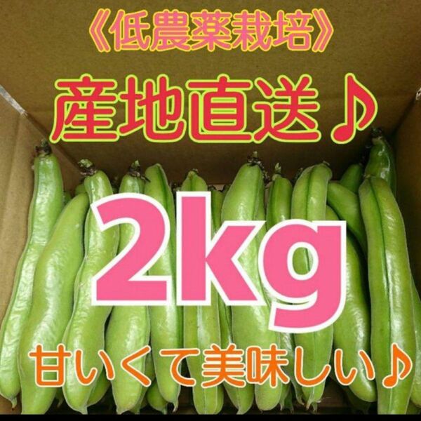 和歌山県産 低農薬 露地栽培秀品Lサイズ そら豆2kg