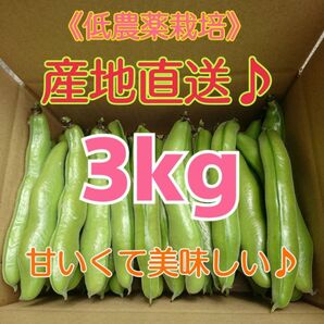 和歌山県産 低農薬 露地栽培秀品Lサイズ そら豆3kg