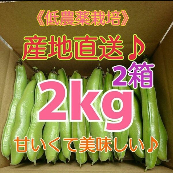 和歌山県産 低農薬 露地栽培秀品Lサイズ そら豆2kg×2