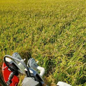 【令和6年新米】兵庫県淡路島産きぬむすめ精米後5キロ(低農薬白米)農家直送