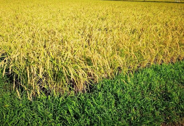 令和6年 香川県産コシヒカリ 玄米10キロ