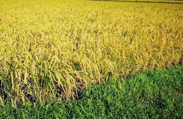 令和6年 香川県産コシヒカリ 玄米10キロ