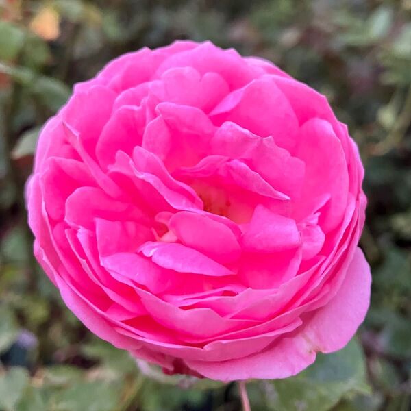薔薇苗 和薔薇 京4年目5号脇芽が出て蕾を持ちました