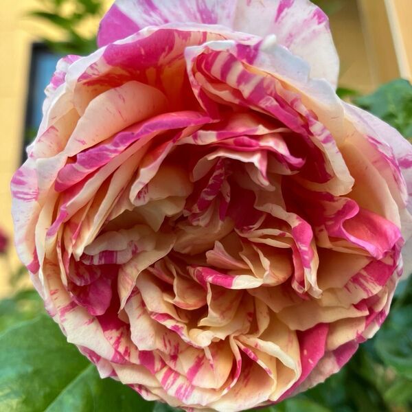 薔薇挿し木苗 エドュアール葉が黒くなっております。