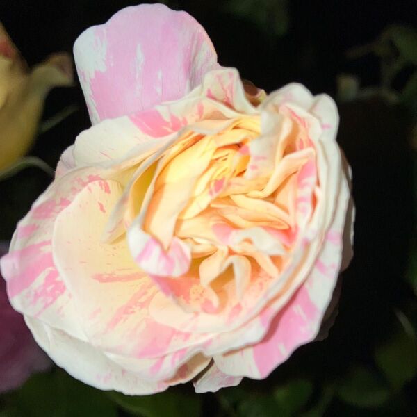 薔薇挿し木苗 ドロップ