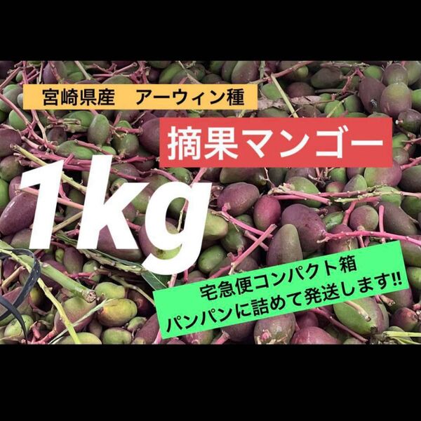 宮崎県産 摘果マンゴー 約1kg アーウィン種 期間限定 産地直送 マンゴー