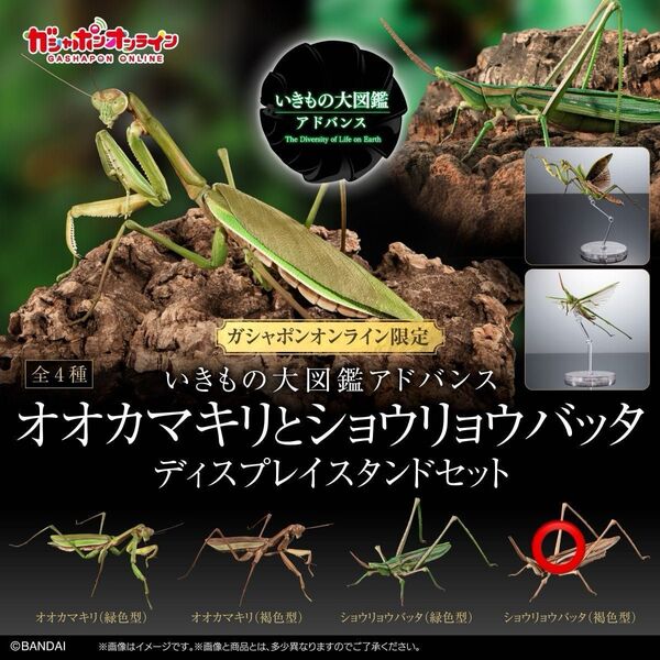 〈オンライン版〉 ショウリョウバッタ(褐色型) いきもの大図鑑アドバンス オオカマキリとショウリョウバッタ バンダイ