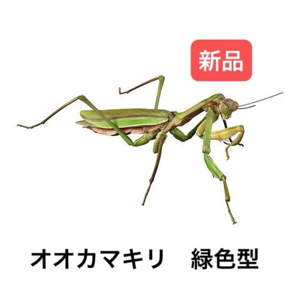 オオカマキリ(緑色型) いきもの大図鑑アドバンス オオカマキリとショウリョウバッタ バンダイ