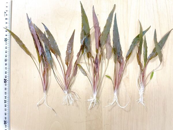 クリプトコリネ ウンデュラータスレッド(5株)無農薬