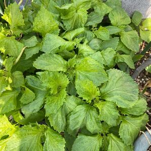 青しそ 大葉 苗5本+α 無農薬 こぼれ種で毎年収穫 シソ 紫蘇 抜き苗