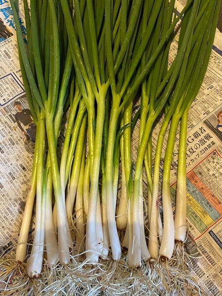 細ネギ 小ネギ 薬味ねぎ 抜き苗 20本