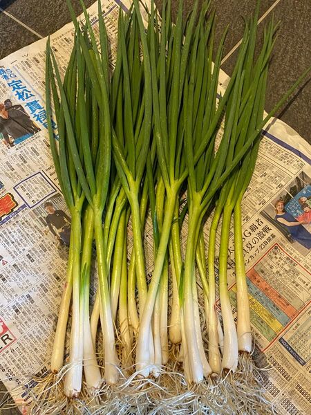 無農薬 ねぎ苗20本 坊主知らずねぎ 分けつネギ どんどん増える 年中収穫