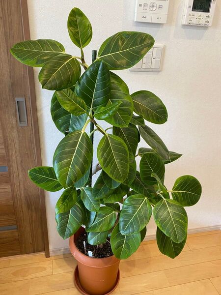 フィカス ゴムの木 アルテシマ 曲がり 観葉植物 インテリアグリーン 室内