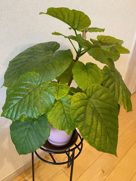 観葉植物 人気品種 フィカス ウンベラータ ハート形の葉が可愛い ピンク色の変形陶器の鉢も可愛い!匿名で発送