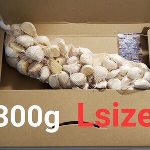 令和6年度 青森県産 Lsize 300g にんにく福地ホワイト六片