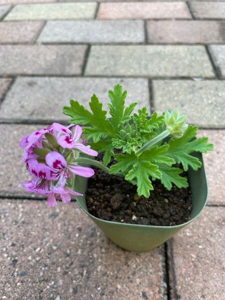 ゼラニウム苗 ピンクの花 抜き株