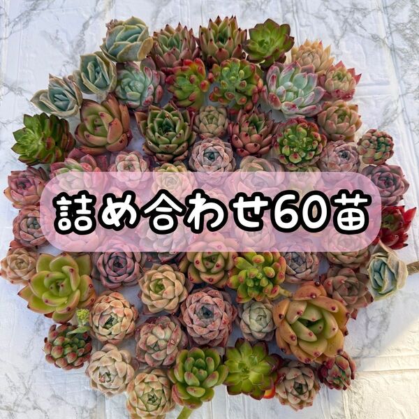 ★ゆうパケットプラス発送★多肉植物 韓国苗 エケベリア 詰め合わせ 60苗セット