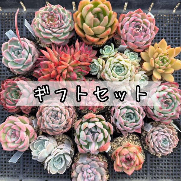 ★ヤマト宅急便発送★多肉植物 韓国苗 エケベリア 特別ギフト*18苗セット*