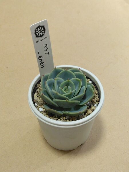 【オーズプランツ】パリダ×そわそわ【札付き】【希少】O’s PLANTS