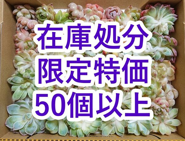 25053102 【在庫処分】 多肉植物 エケベリア 50個以上 【訳アリセット】