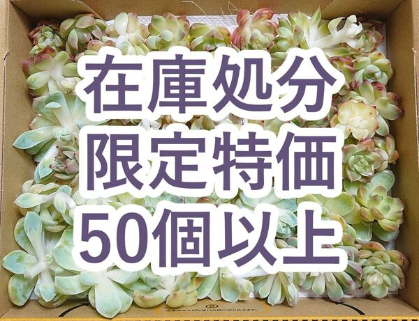 25052506 【在庫処分】 多肉植物 エケベリア 50個以上 【訳アリセット】