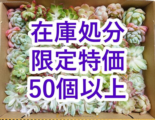 25053101 【在庫処分】 多肉植物 エケベリア 50個以上 【訳アリセット】