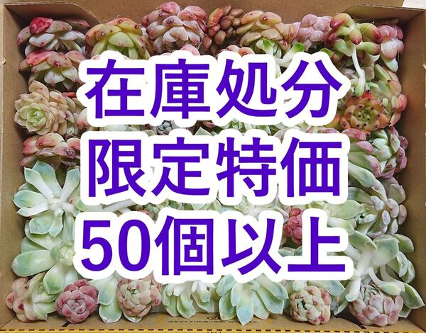 25053104 【在庫処分】 多肉植物 エケベリア 50個以上 【訳アリセット】