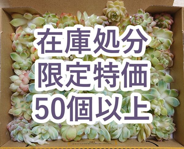 25052505 【在庫処分】 多肉植物 エケベリア 50個以上 【訳アリセット】