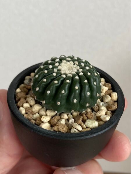 ノトカクタス 刺無しすみれ丸★抜き苗★